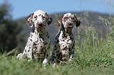 DALMATIEN 047